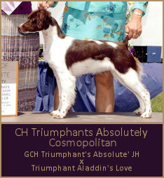 CH Triumphants Absolutely Cosmopolitan